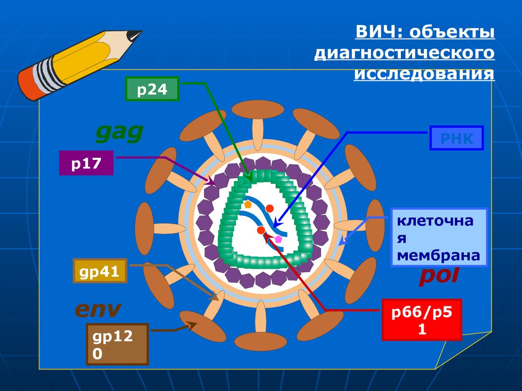 Вич живет на поверхности. Геном ВИЧ. Ретровирусы ВИЧ. Gp41 ВИЧ. Геном ВИЧ представлен.