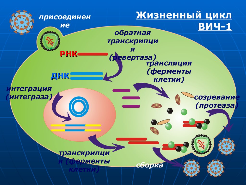 Схема репродукции вируса иммунодефицита человека вич - 92 фото