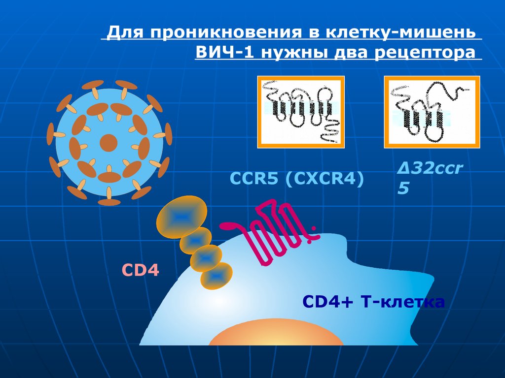 Проникновение клетки. Ccr5 ВИЧ. Клеточный Рецептор - мишень ВИЧ:. Ген ccr5 ВИЧ. Ccr5 рецепторы.