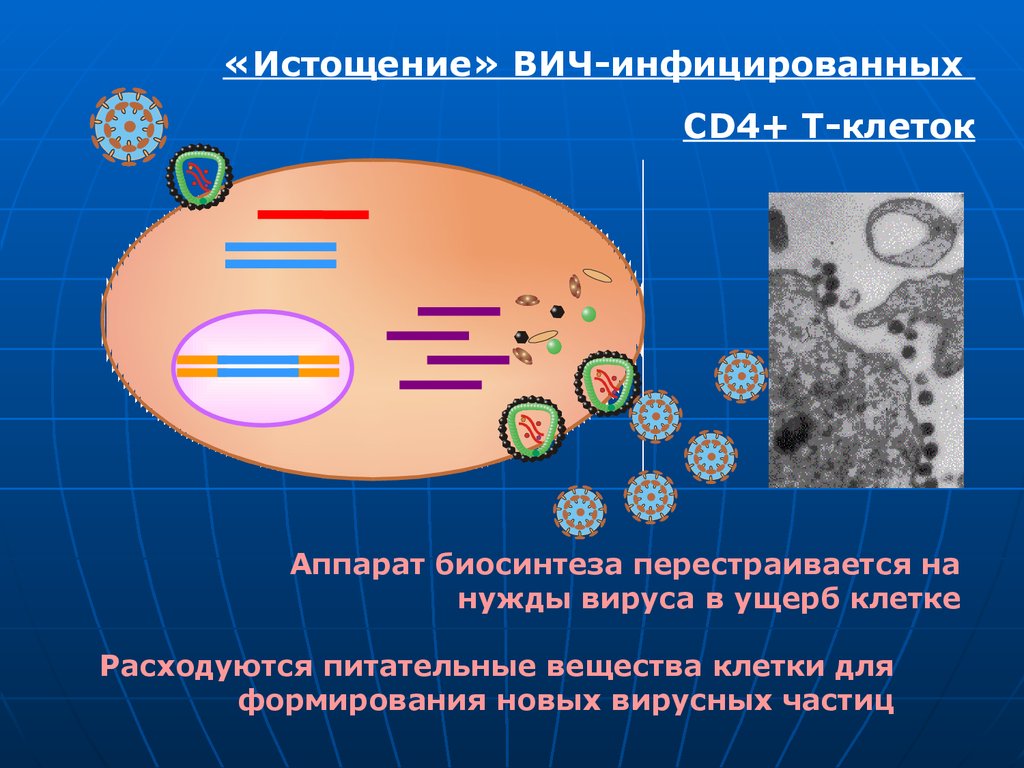 Т клеточный иммунодефицит. Инфицирование клеток вирусом ВИЧ. Инкубационный период ретровируса. 1970 Эндогенные ретровирусы. Почему ВИЧ относят к ретровирусам.