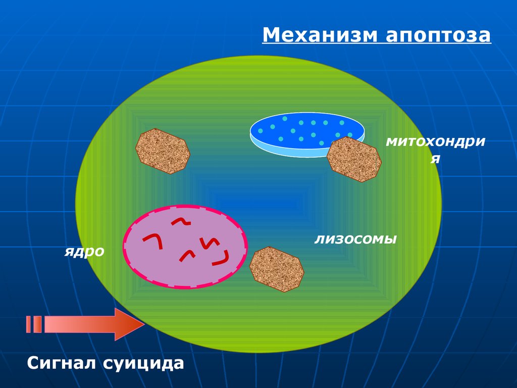 Вирус иммунодефицита человека клиническая картина