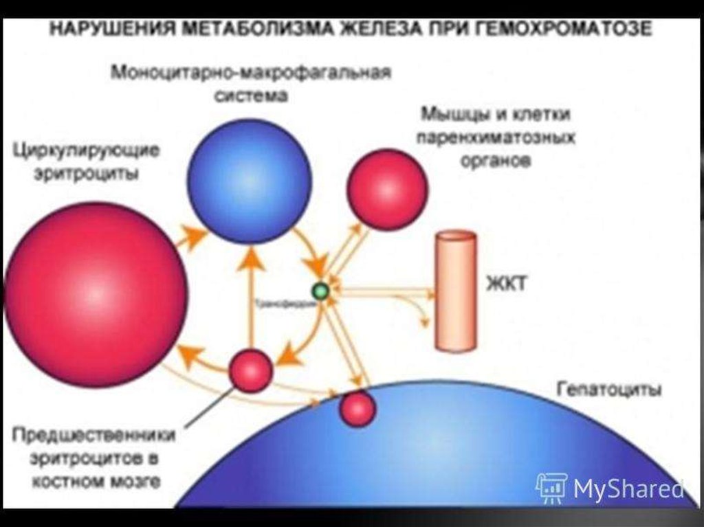 Нарушение обмена веществ у мужчин