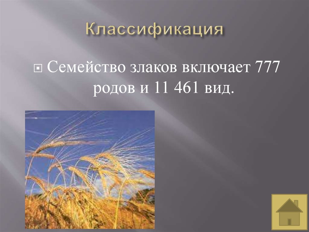 Семейство злаковые на сыпучих песках. Семейство злаковые классификация. Семейство злаки систематика. Семейство злаки общая характеристика. Семейство злаковые общая характеристика 6 класс.