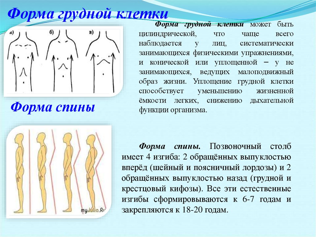 Формы грудной клетки. Формы грудной клетки коническая цилиндрическая уплощённая. Форма грудной клетки плоская цилиндрическая коническая. Форма грудной клетки в норме у женщин. Оценка формы грудной клетки.