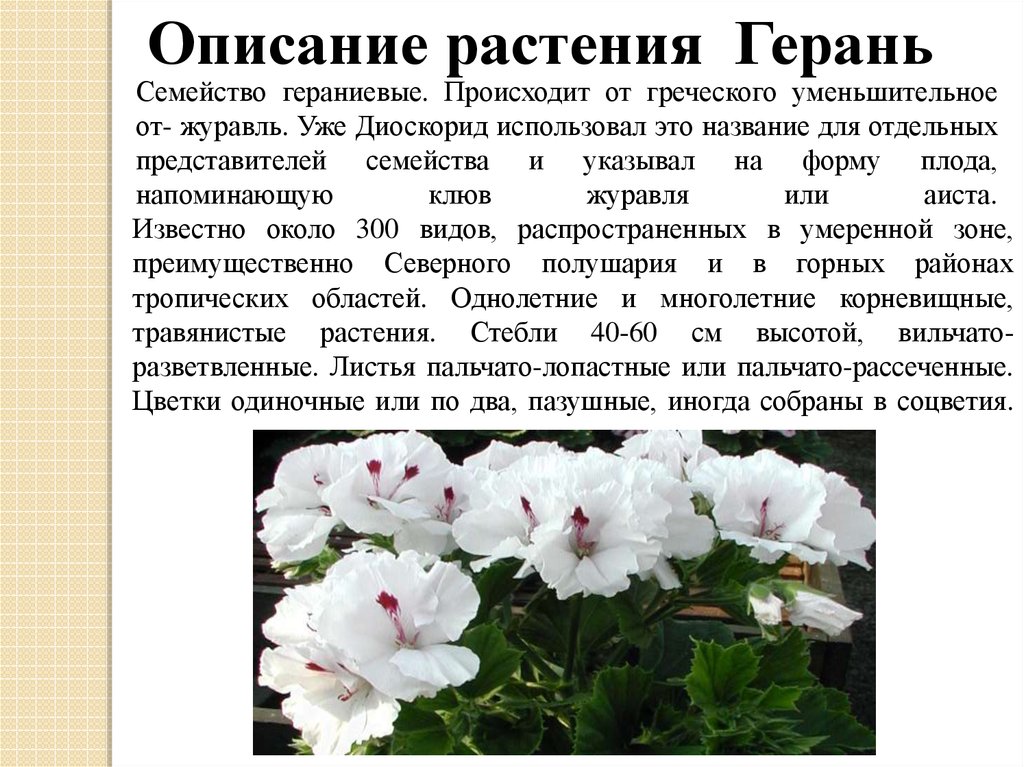 Особенности герани. Строение цветка герани. Герань внешний вид описание. Герань комнатная листья описание. Герань комнатное растение описание.