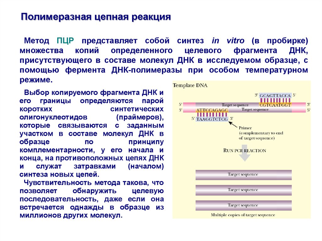 Полимеразная цепная реакция результат. . Полимеразная цепная реакция (ПЦР). Этапы. ДНК диагностика метод полимеразной цепной реакции. Амплификация ДНК методом ПЦР. ПЦР методика генетика.