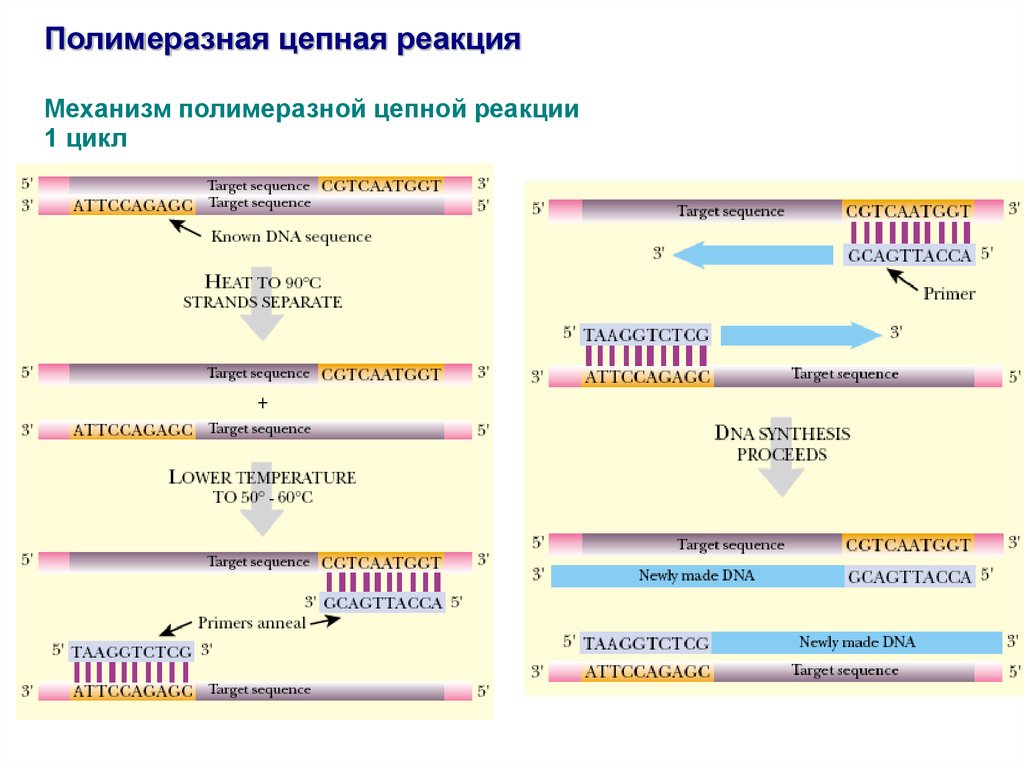 Характеристики пцр