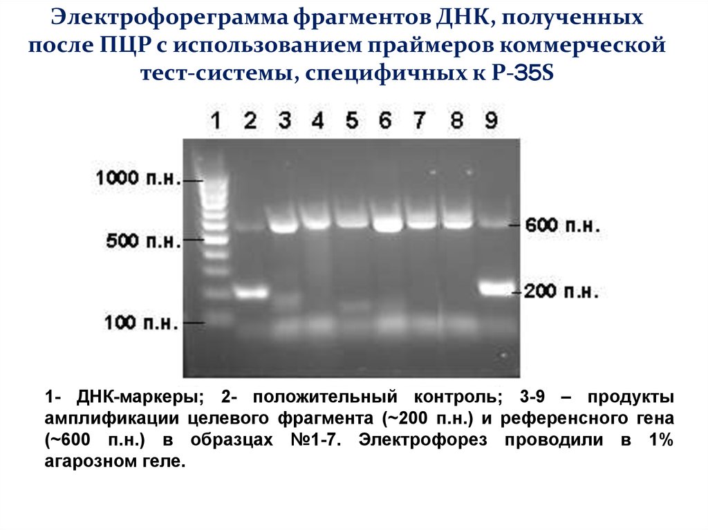 Пцр m. Электрофореграмма фрагментов ДНК. Детекция продуктов амплификации в ПЦР. PCR — полимеразная цепная реакция. Детекция результатов ПЦР С помощью электрофореза.