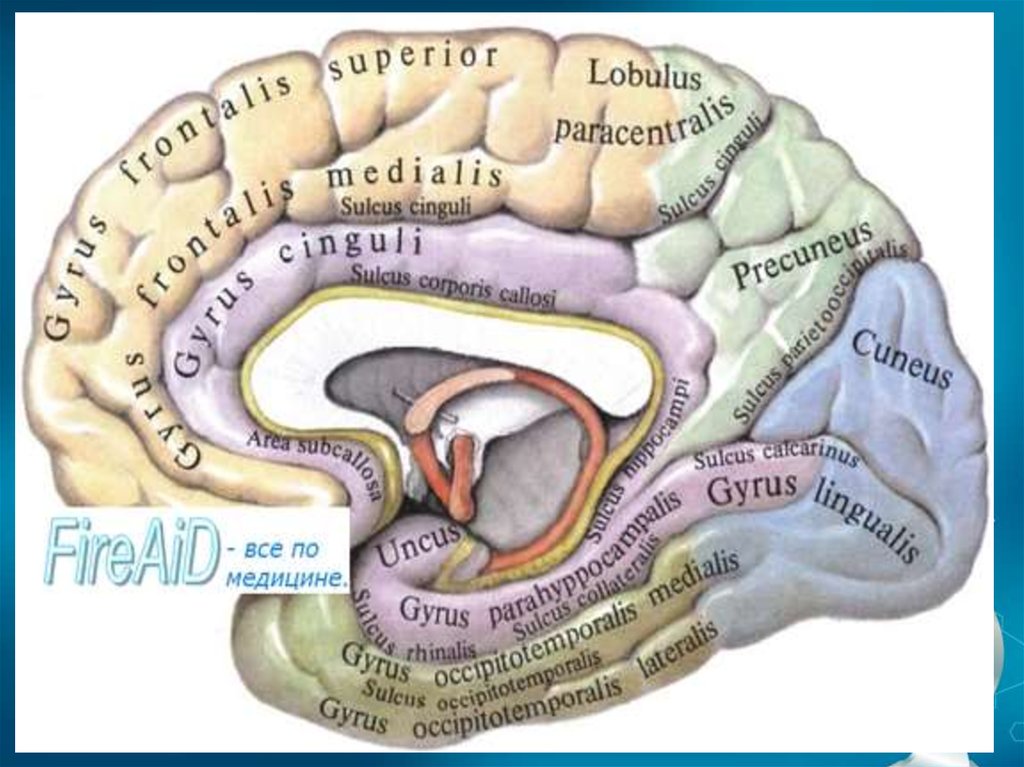 Медиальная поверхность мозга. Поясная извилина головного мозга. Медиальная поверхность головного мозга борозды. Борозды и извилины затылочной доли. Доли и извилины медиальной поверхности полушарий большого мозга.
