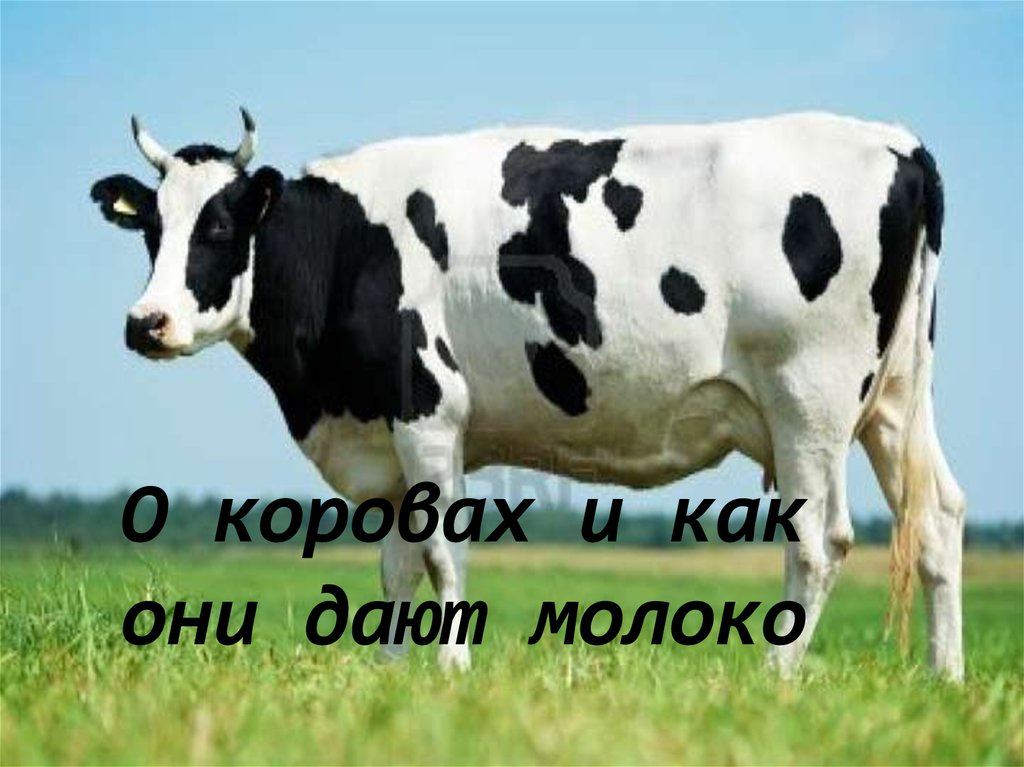 О коровах и как они дают молоко