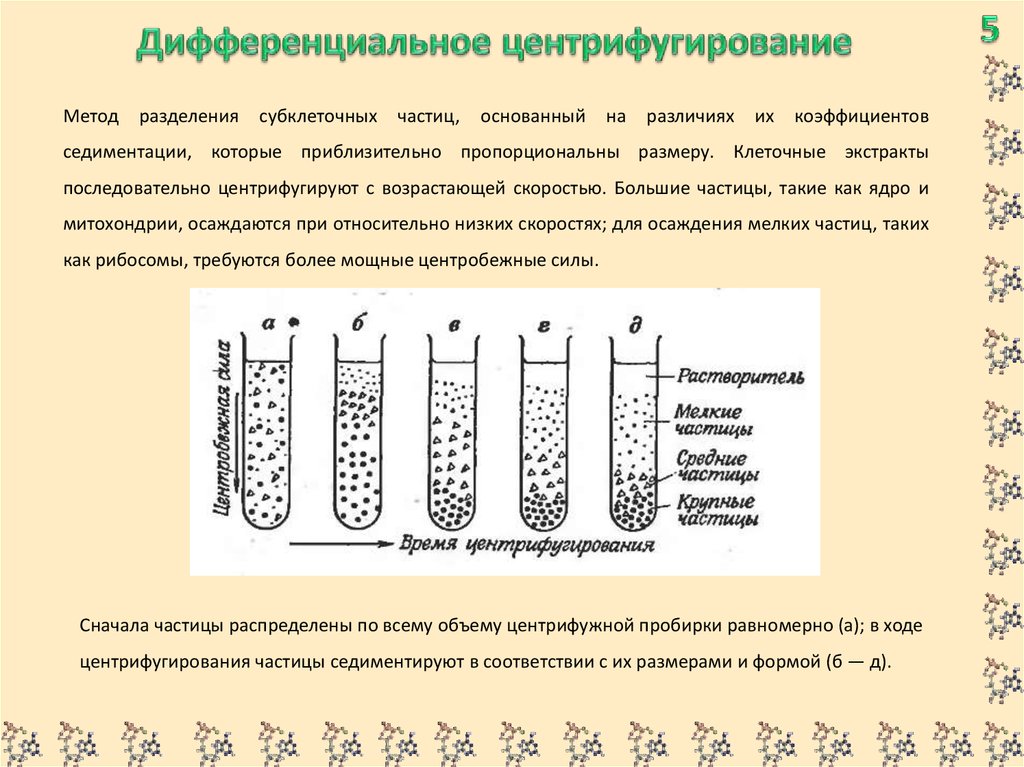 Седиментация белка. Метод дифференциального центрифугирования. Центрифугирование клетки. Центрифугирование способ разделения. Метод центрифугирования основан на.