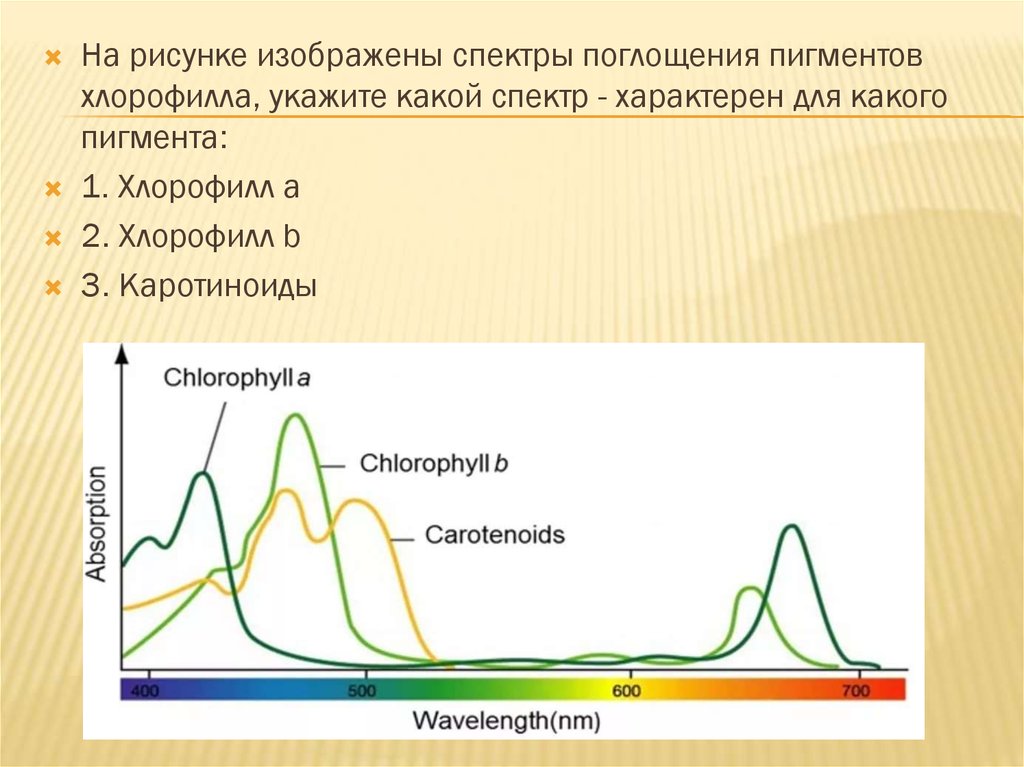 Хлорофиллы поглощают свет. Спектр поглощения пигмента хлорофилла. Спектры поглощения фотосинтетических пигментов. Спектры поглощения пигментов фотосинтеза. Спектры поглощения хлорофилла.
