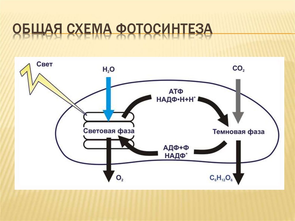 Расходуется атф фаза. Схема световой фазы фотосинтеза 10 класс. Процесс фотосинтеза схема ЕГЭ. Схема фотосинтеза ЕГЭ биология. Схема отражающая процесс фотосинтеза.