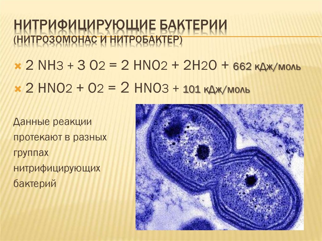 Типы клеточного питания фотосинтез и хемосинтез 10 класс презентация