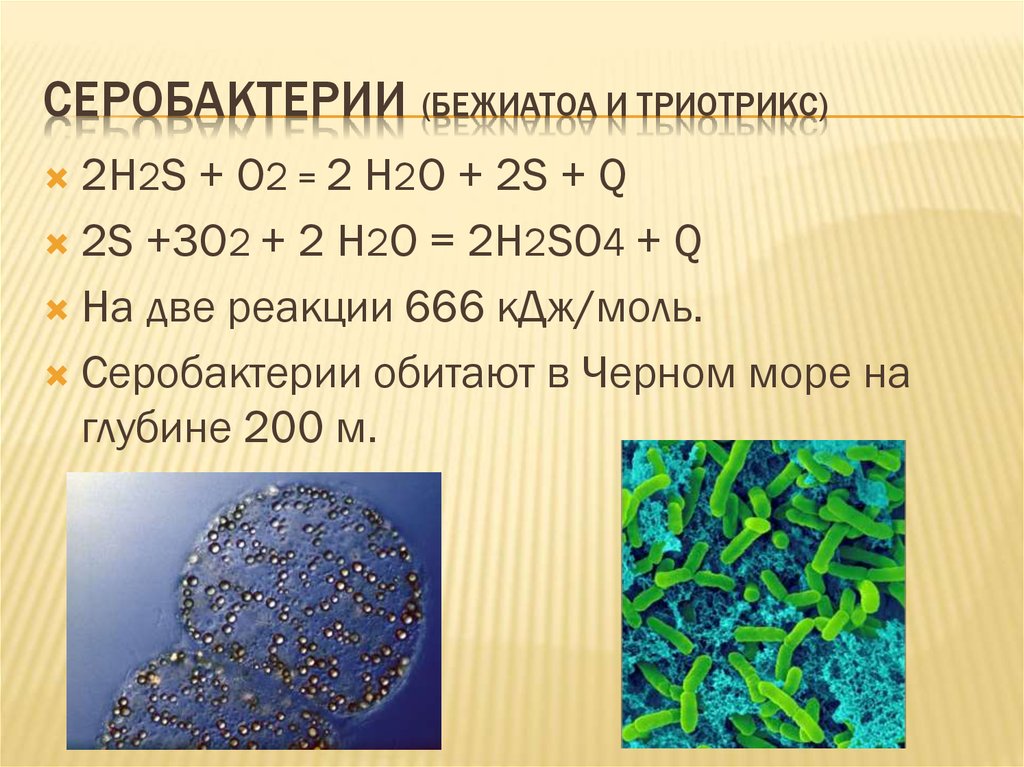 Фотосинтез хемосинтез презентация