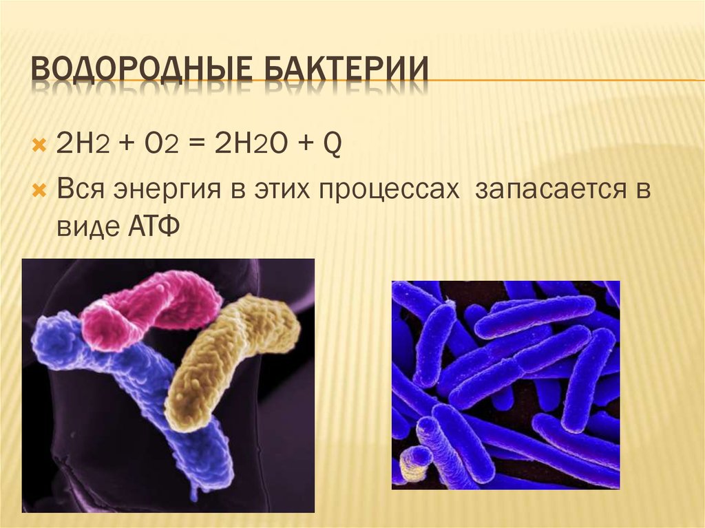 Примеры бактерий. Водородные хемосинтезирующие бактерии. Хемосинтетики железобактерии. Водородобактерии хемосинтез. Хемосинтезирующие микроорганизмы.