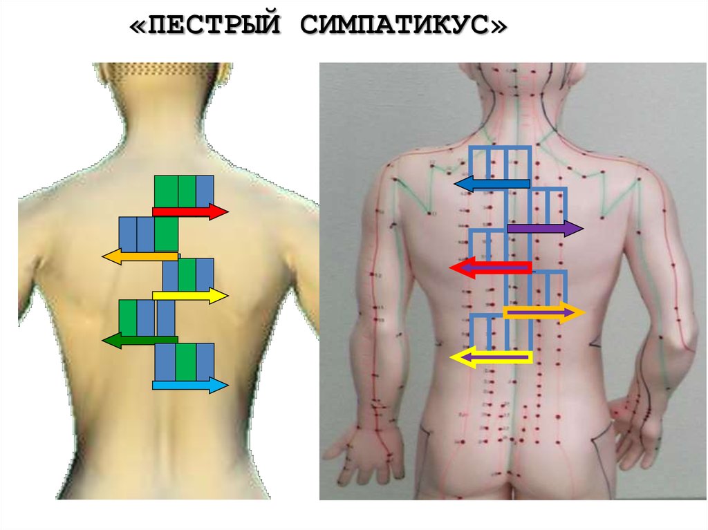 «ПЕСТРЫЙ СИМПАТИКУС»