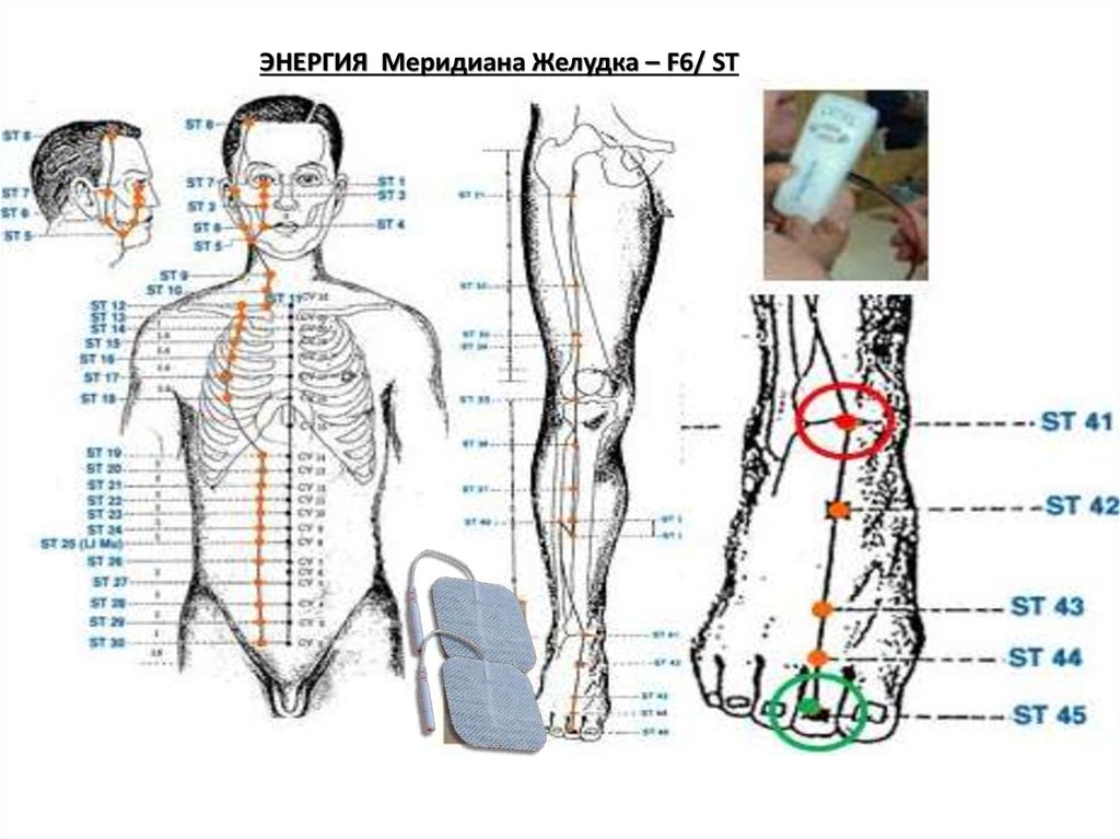 30 точка. Меридиан желудка точки акупунктуры. Меридиан желудка биологически активные точки. Ход меридиана желудка. Меридиан желудка топография акупунктурных точек.