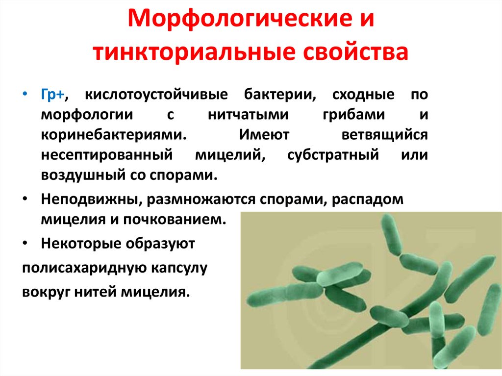 Дифференциация возбудителей. Бациллы морфологические и тинкториальные свойства. Морфологические и тинкториальные свойства микроорганизмов. Морфологические и тинкториальные свойства бактерий. Дифференциация бактерий по морфологическим.