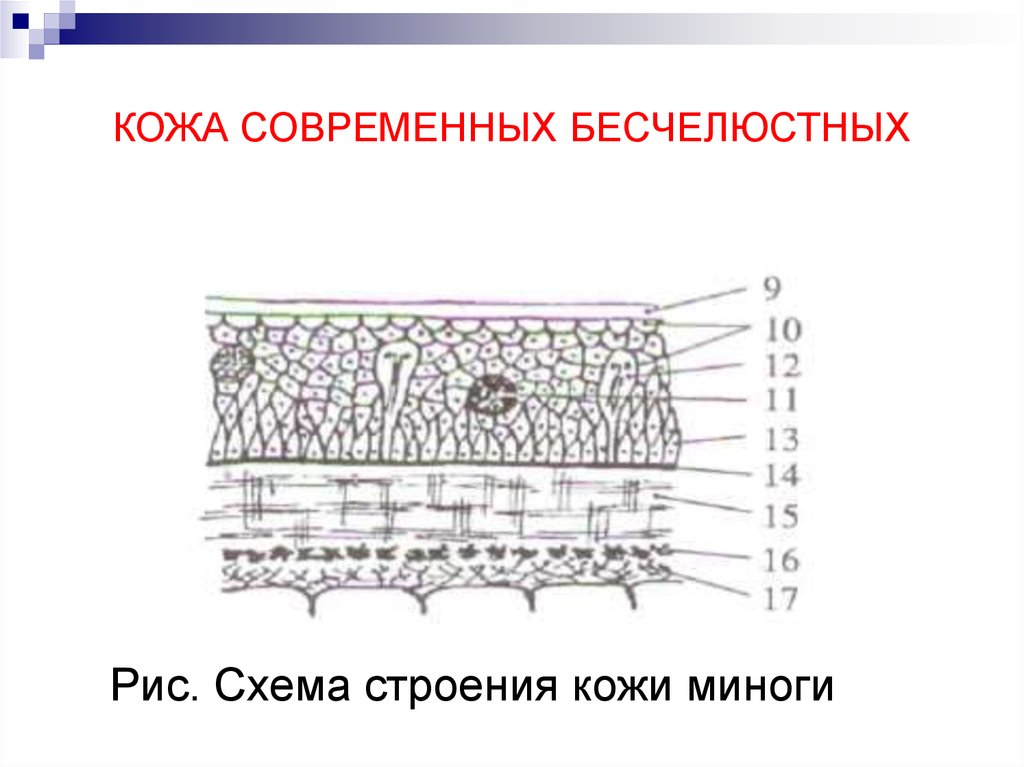 Кожные покровы ланцетника рисунок