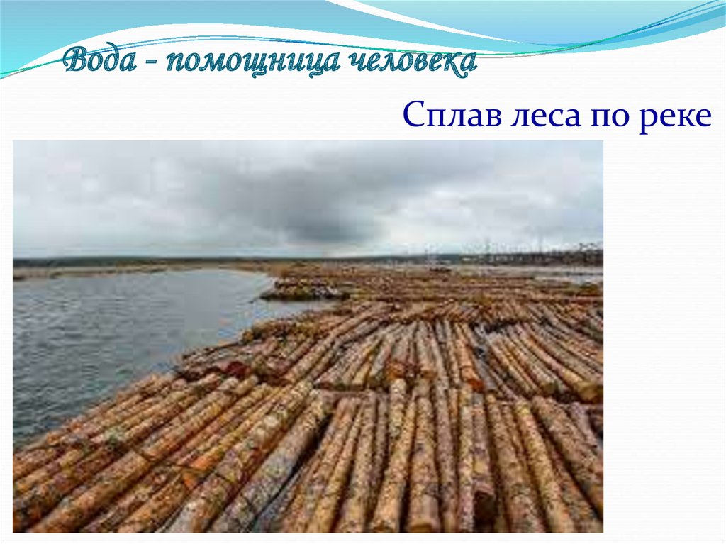 Вода в древесине. Плотовой сплав леса. Ангара сплав леса. Сплав древесины в плотах и Кошелях. Молевой сплав леса по рекам загрязнение.