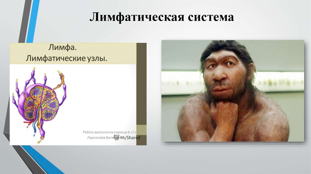 Лимфатическая система