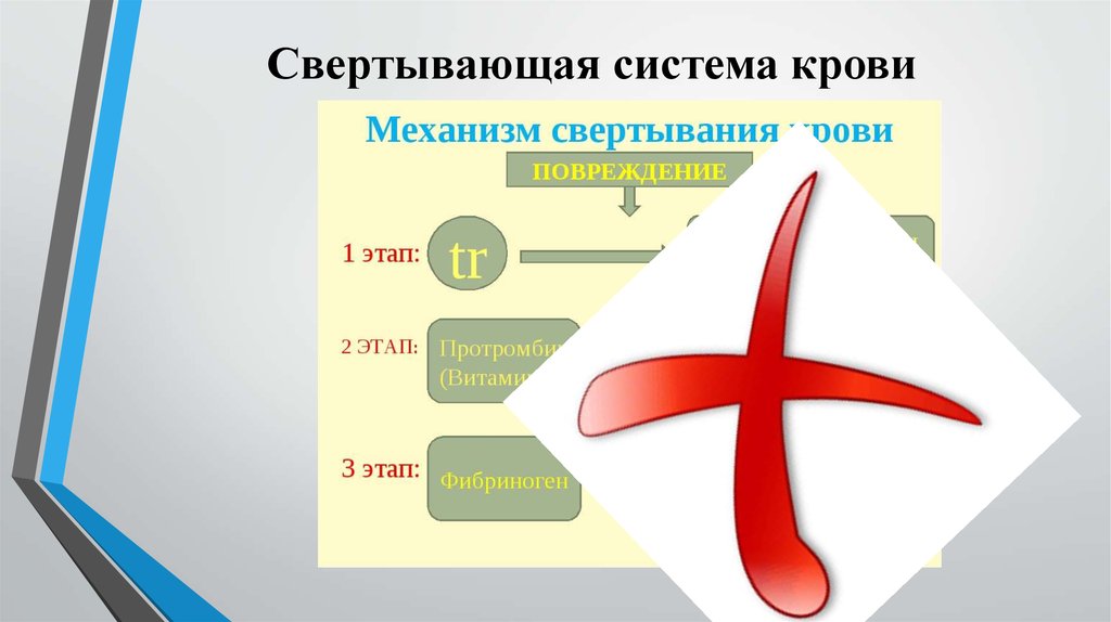 Свертывающая система крови