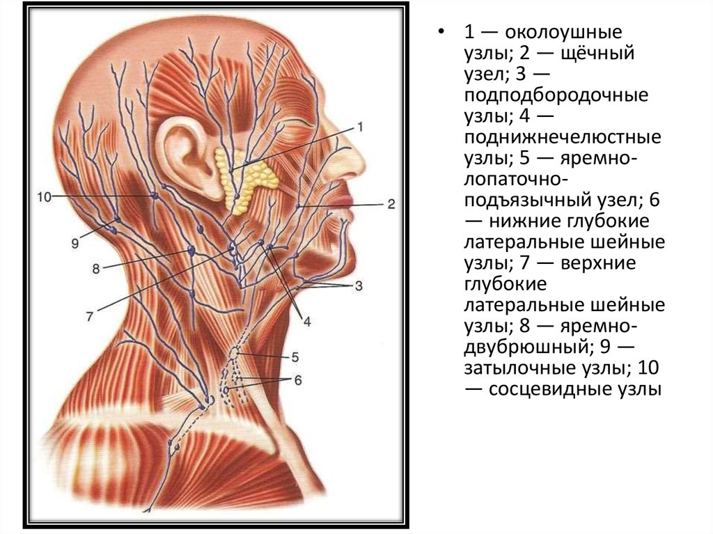 Узлы на затылке. Латеральные шейные глубокие лимфоузлы. Лимфатическая система шеи топографическая анатомия. Околоушные лимфатические узлы схема. Лимфатическая система головы и шеи анатомия.