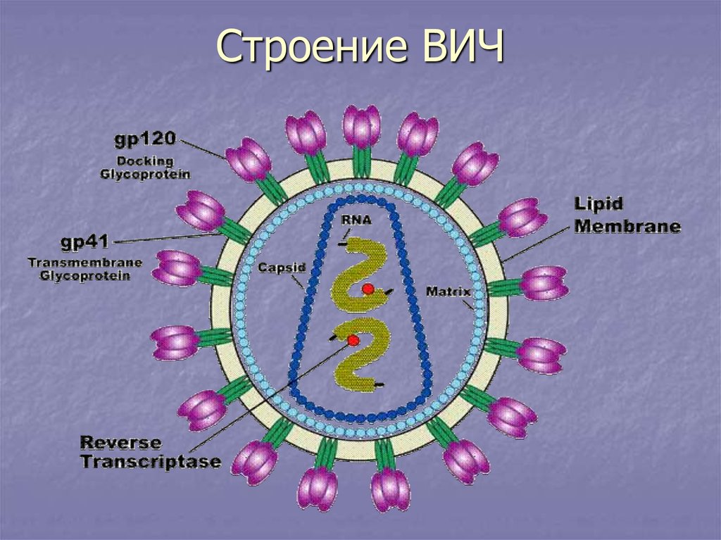 Вич биология. Строение вириона ВИЧ инфекции. ВИЧ инфекция структура вириона. Структура вириона вируса СПИДА. Строение ВИЧ вируса схема.