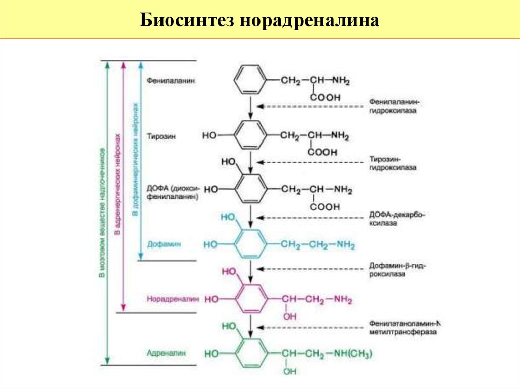 Схема синтеза катехоламинов