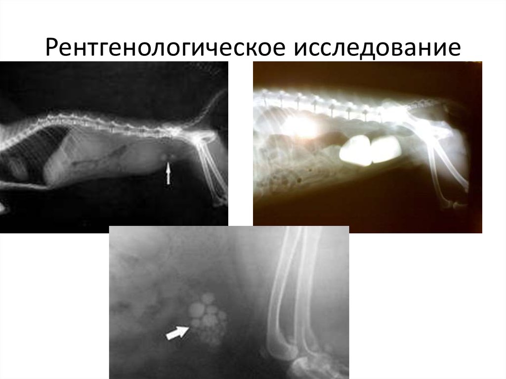 Рентгенологическое исследование