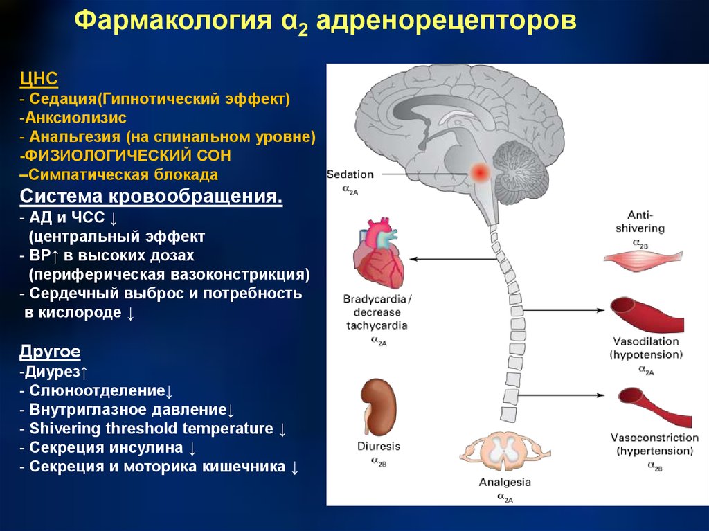 Цнс 2. Блокада а адренорецепторов в ЦНС. Адренорецепторы ЦНС локализация. Блокада Альфа адренорецепторов в ЦНС. ЦНС фармакология.