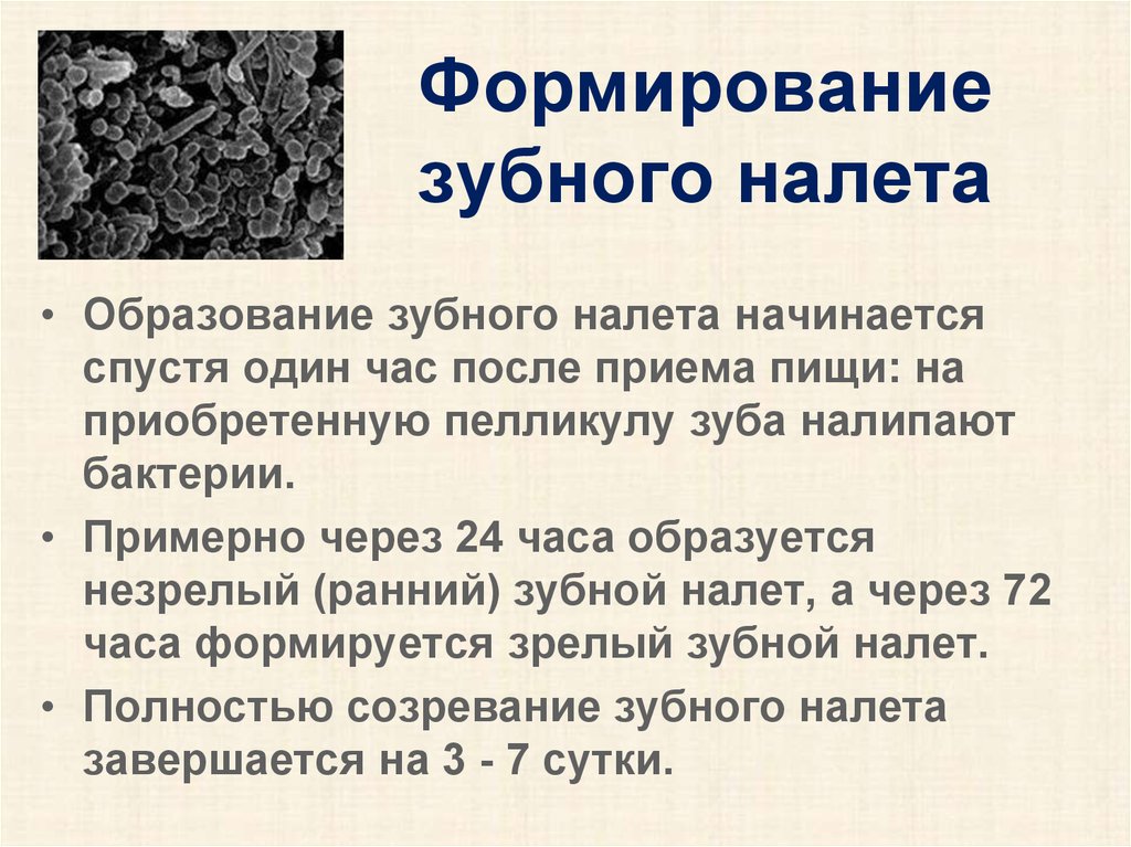 Зубной образование. Механизм образования зубного налета. Фазы формирования зубного налета. Механизм формирования зубного налета. Этапы образования зубного налета.