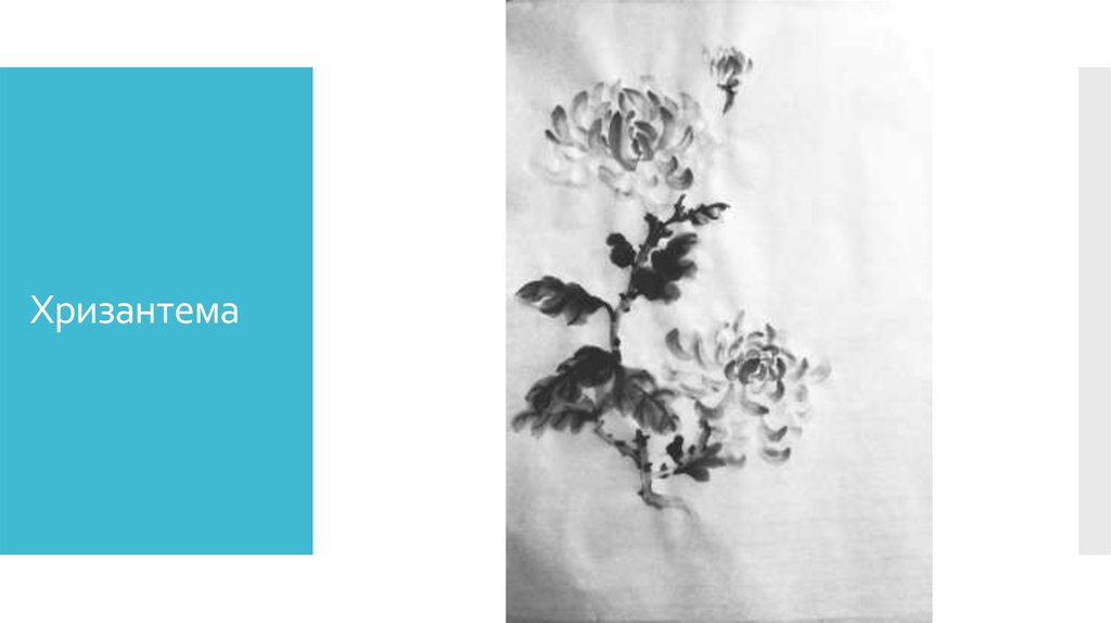 Хризантема