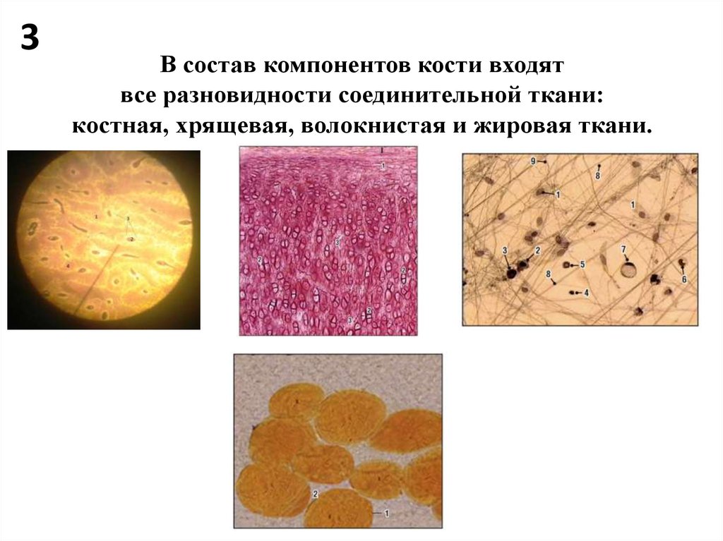 Соединительная ткань костей