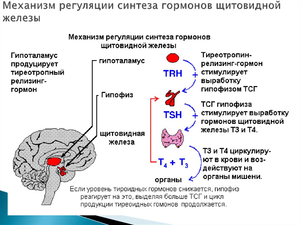 Схема выработки гормонов