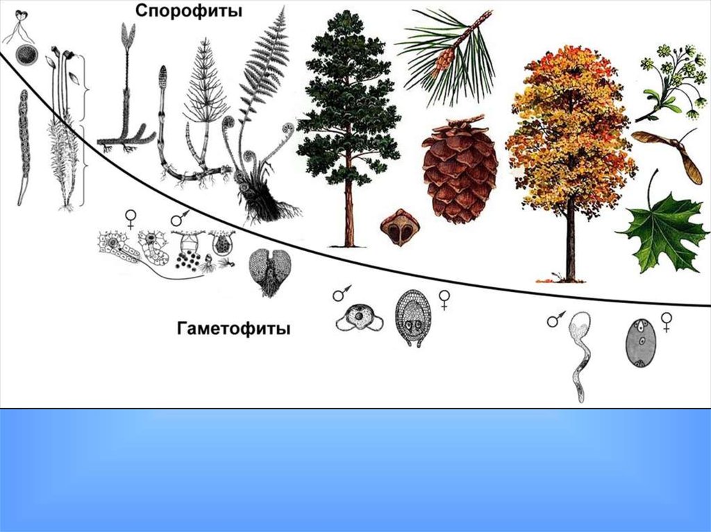 Эволюция растений картинка