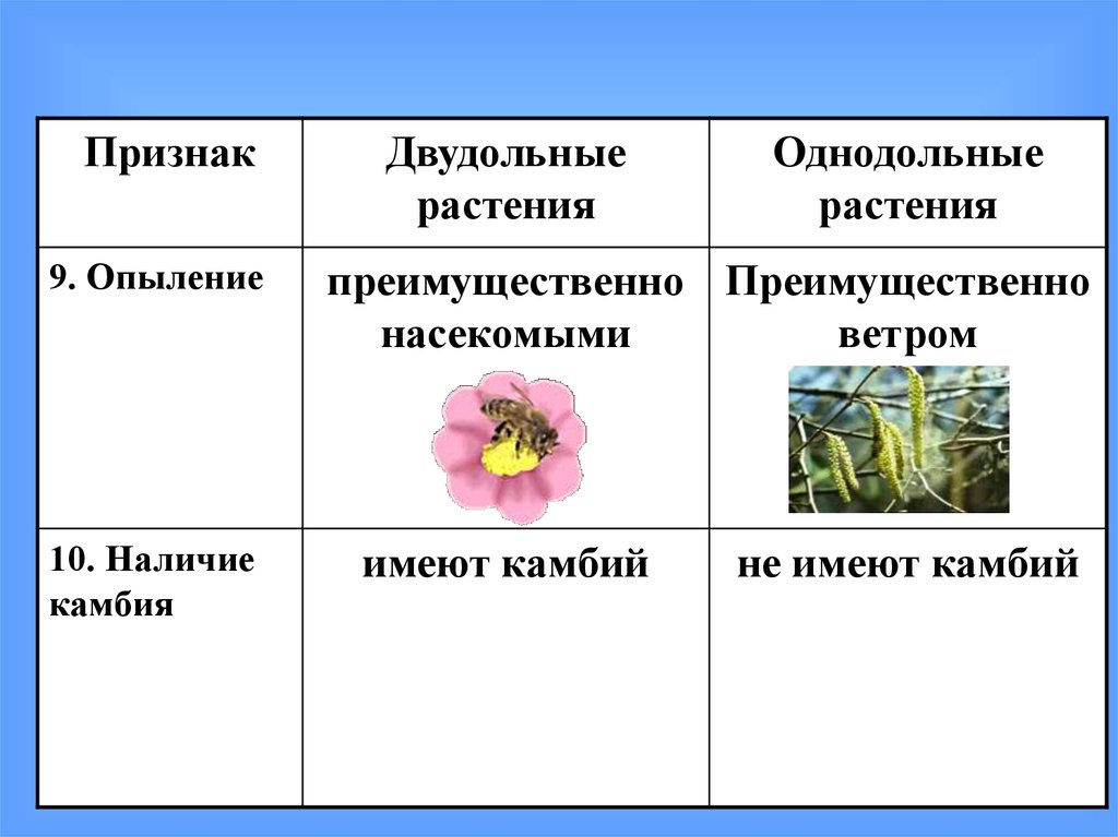 Однодольные это отдел или класс. Однодольные растения. Однодольные и двудольные растения таблица Голосеменные. Покрытосеменные растения примеры. Однодольное или двудольное растение.