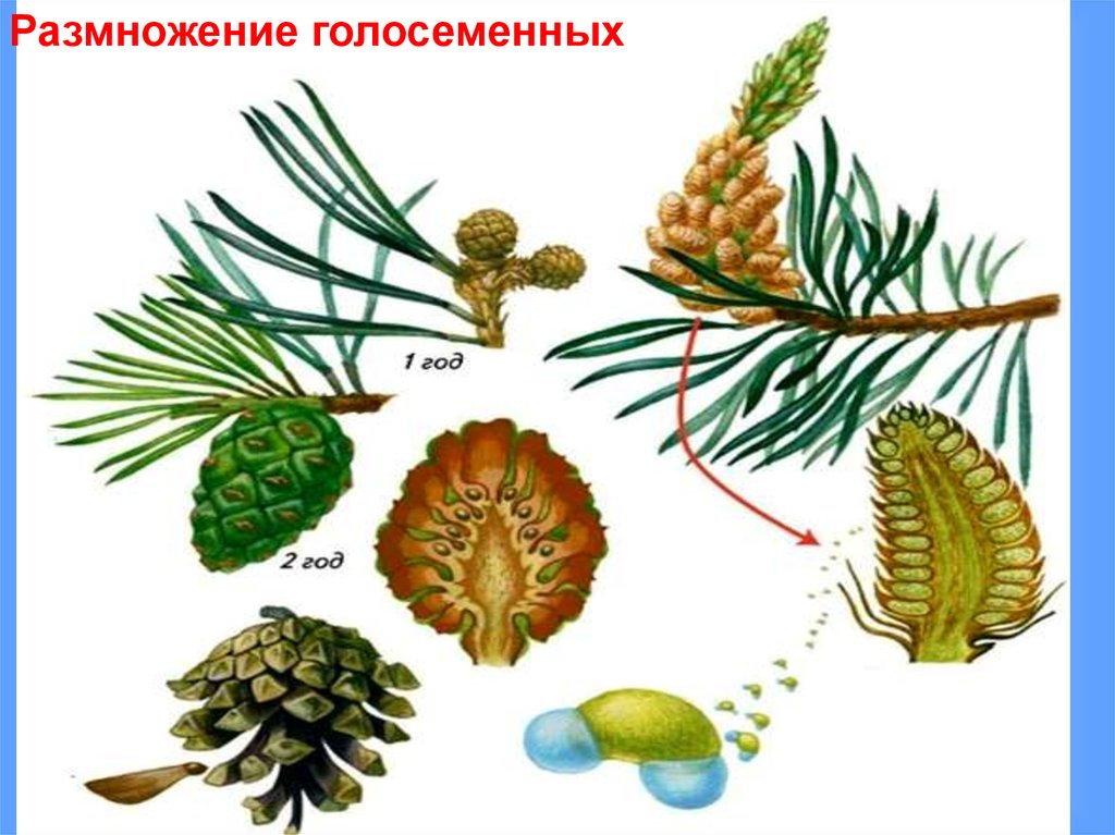 Биология голосеменные растения. Сосна Сибирская отдел Голосеменные. Лиственница отряд Голосеменные. Размножение голосеменных. Размножение голосеменных растений.