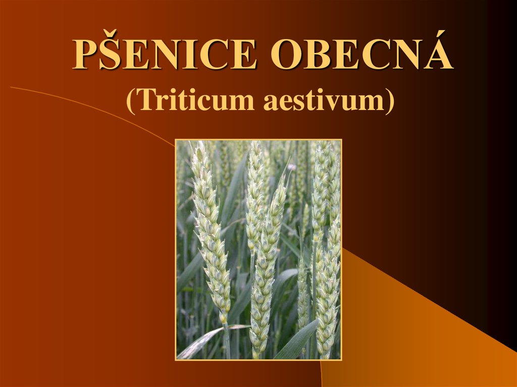 Triticum aestivum. In a Memory Triticum. Leave me Alone Triticum.