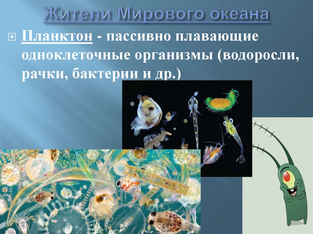 Группы живых организмов в океане. Планктон зоопланктон бентос. Планктон пассивно плавающие организмы. Планктон водоросли и бактерии. Планктон живой организм.