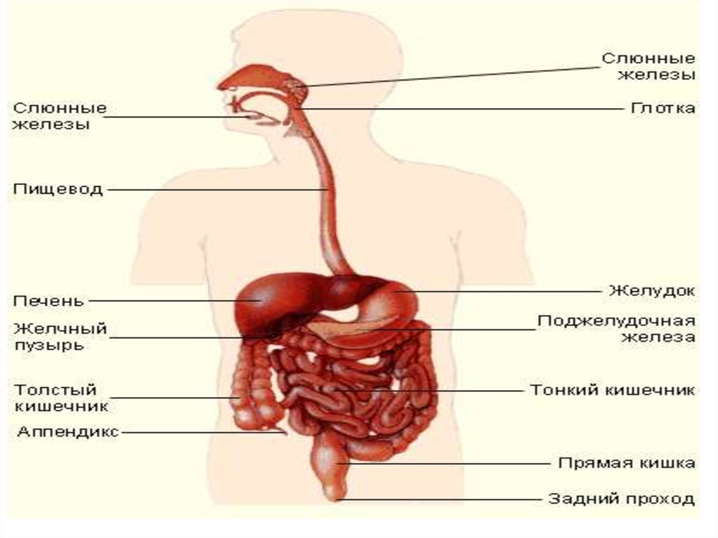 Пищевод желудок желчный пузырь