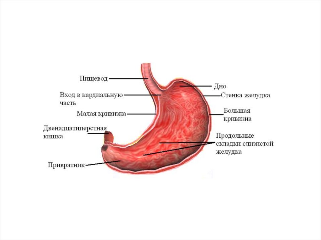 Большая и малая кривизна желудка. Малая кривизна желудка. Большая кривизна желудка анатомия. Язва малой кривизны желудка схема.