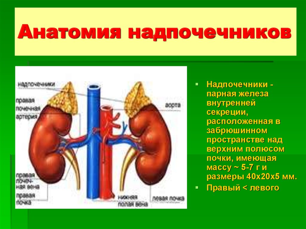 Про надпочечники