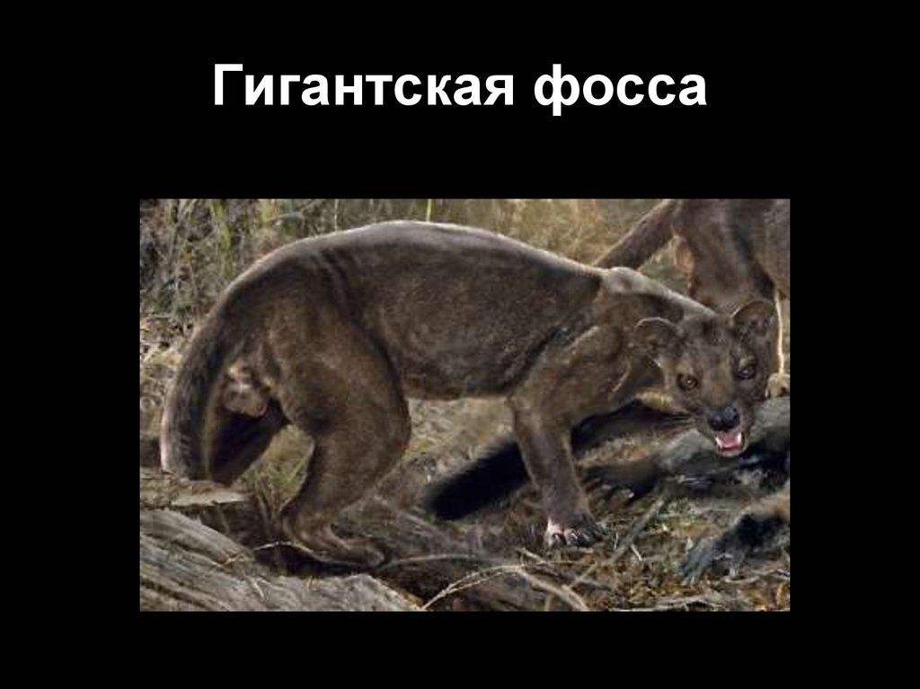 Гигантская фосса