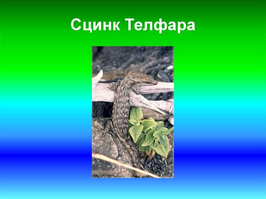 Сцинк Телфара