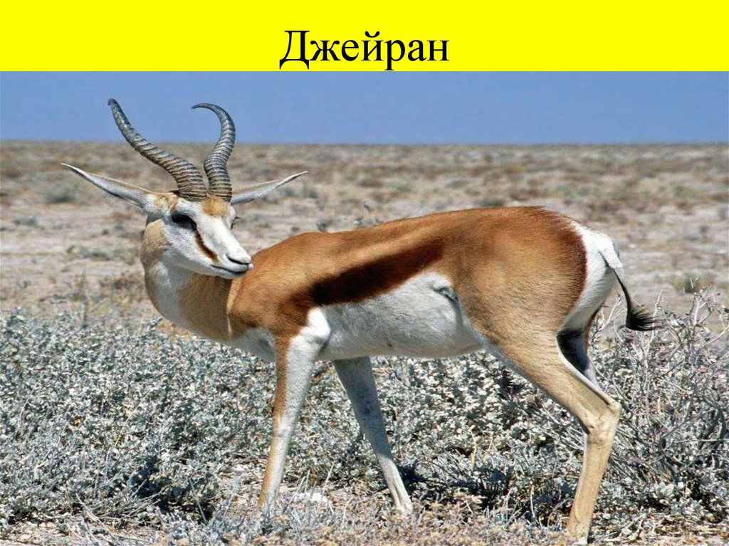 Джейран