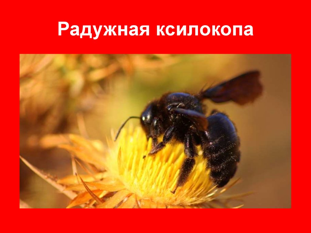 Радужная ксилокопа