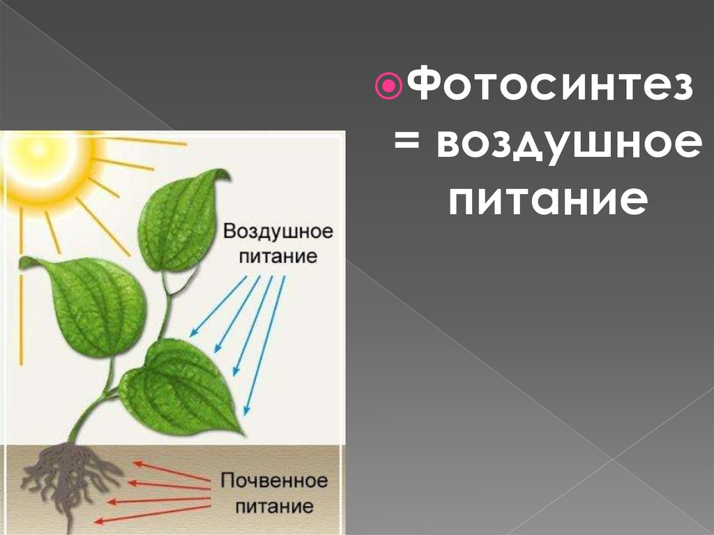 Часть растения необходимая для фотосинтеза. Фотосинтез растений 6 класс биология. Фотосинтез 6 класс биология. Питание растений фотосинтез. Фотосинтез 7 класс биология.