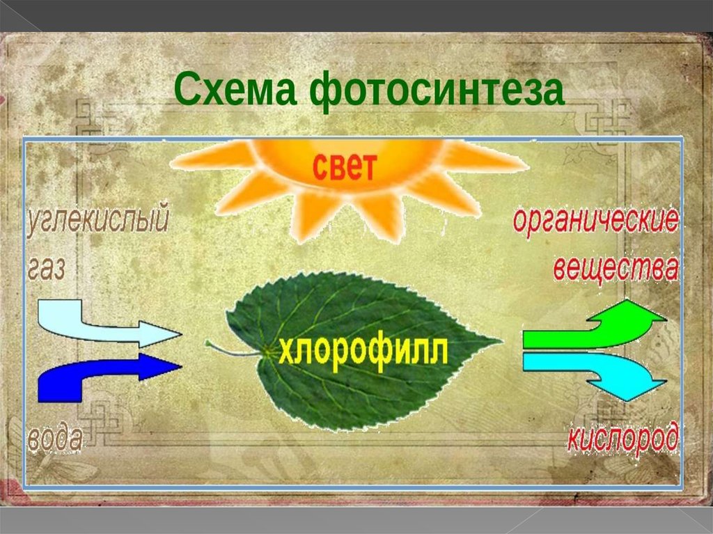Фотосинтез том 1. Схема процесса фотосинтеза 6 класс биология. Рисунок схема фотосинтез 6 класс. Схематический процесс фотосинтеза. C[tvfajnjcbyntp.